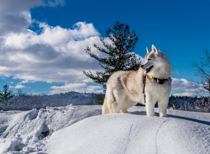 Wallpaper dog, husky, cute animals, snow, winter, 5k, Animals 5461914665